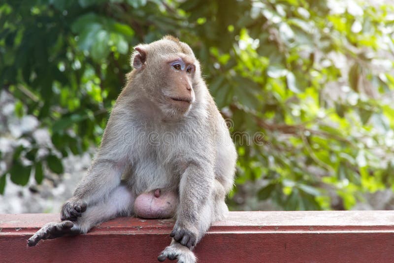 Lovely Monkeys Siting, a Funny Monkey Lives in a Natural Forest Stock Photo - Image of tall, macaque: 117278060 Lovely Monkeys Siting, a Funny Monkey Lives in a Natural Forest Stock Photo - Image of tall, macaque: 117278060