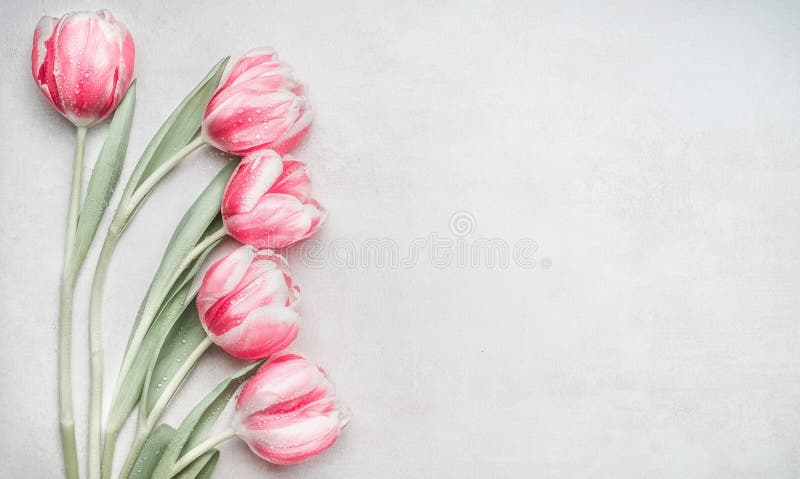 Lovely pastel pink tulips bunch, floral border at light background, top view. Layout for springtime holidays