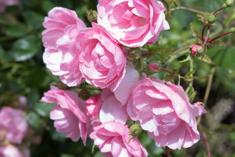Lovely pink climbing roses stock photo. Image of gardening 66736508