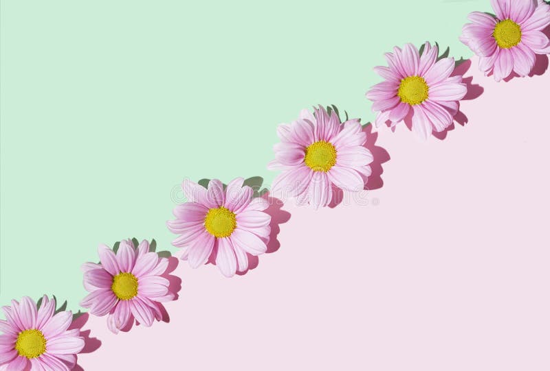 Lovely pink daisy flowers aligned in diagonal against pastel pink and green  background.Flat lay composition. Eco design.