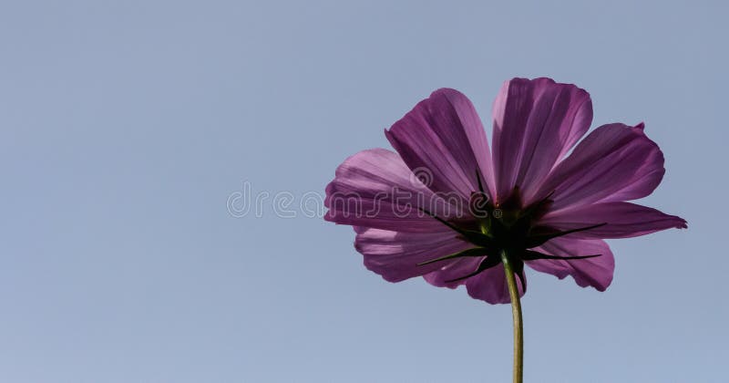 Lovely Pink Field Flower Blossoming in Summer Stock Image - Image of ...