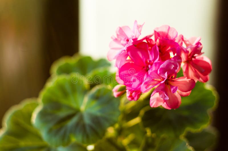 Lovely pink Pelargonium Geranium flowers, close up royalty free stock photos Lovely pink Pelargonium Geranium flowers, close up royalty free stock photos