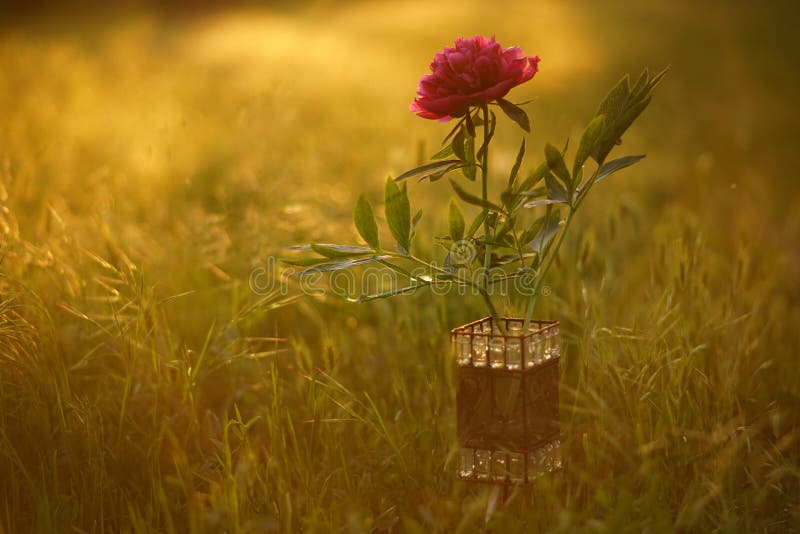 Lovely pink peony flower in a vase among green grass at summer sunset