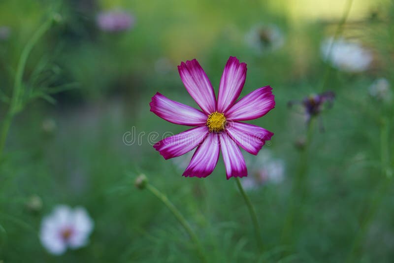Lovely pink Spanish daisy in the rain royalty free stock photo Lovely pink Spanish daisy in the rain royalty free stock photo