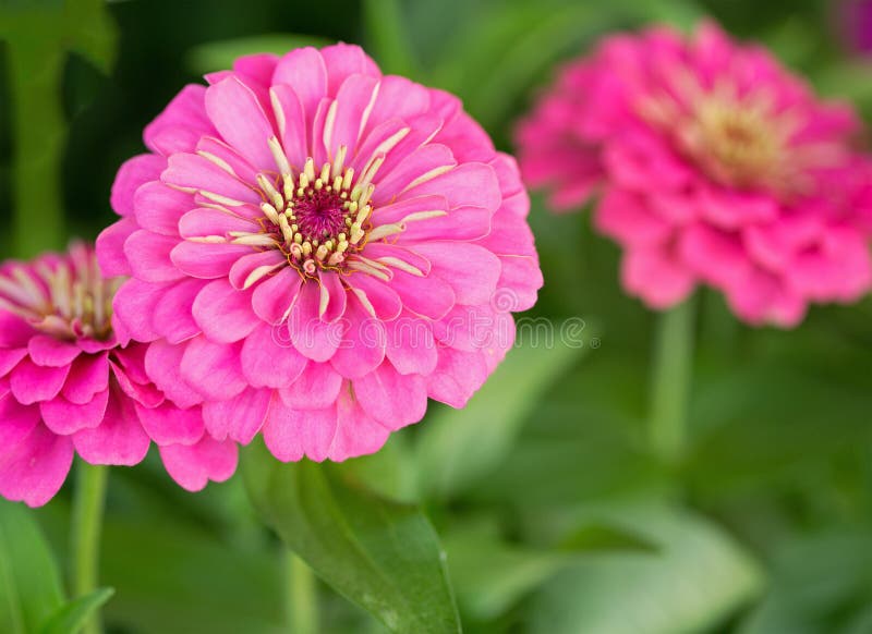 Close-up of Lovely Pink Zinnias