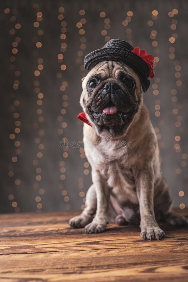 Gentleman Dog Wearing Black Hat Stock Photo - Image of humor, bowler ...