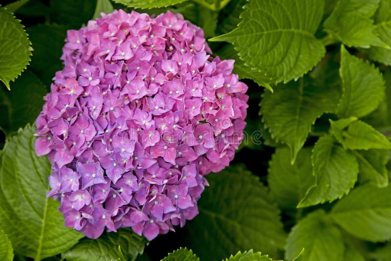 Lovely Purple Hydrangea