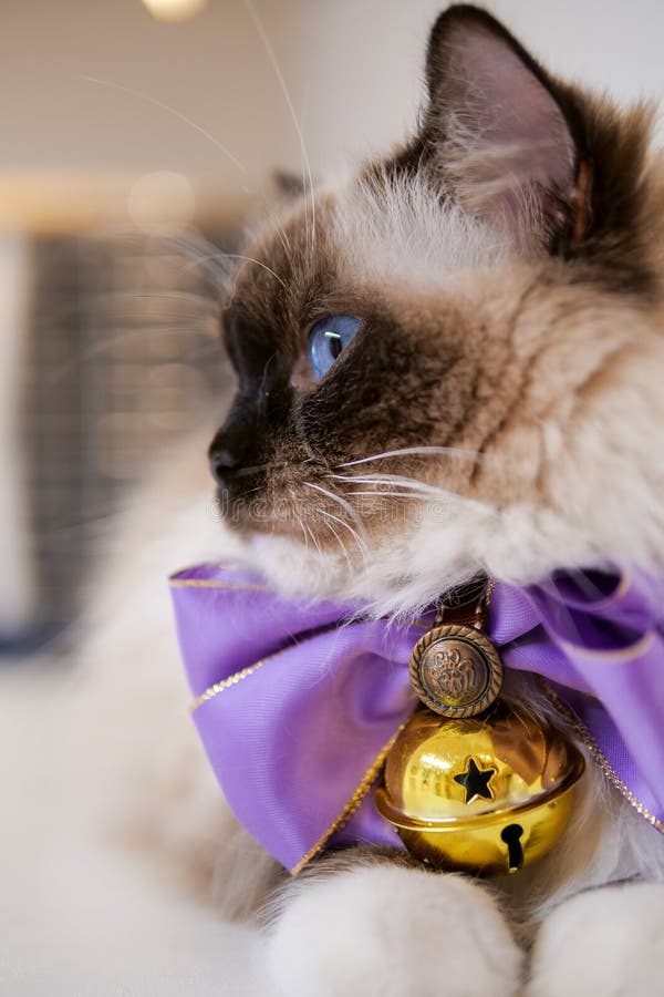 Lovely Ragdoll Cat Portrait With Beautiful Colours And Patterns Stock