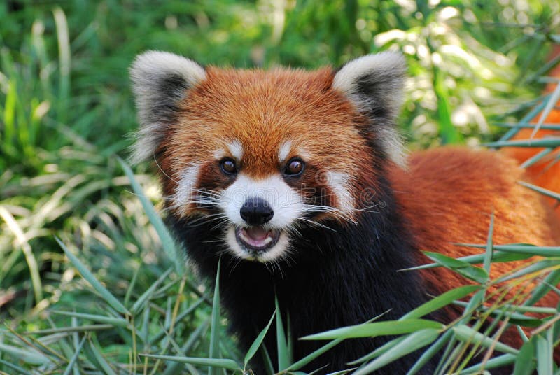 Lovely Red Panda