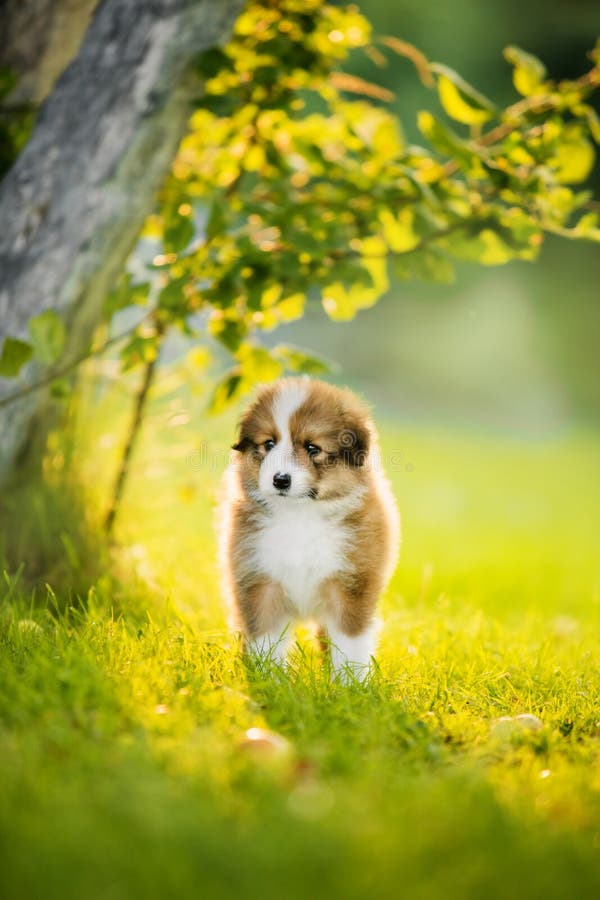 Do Puppies Need Sunlight