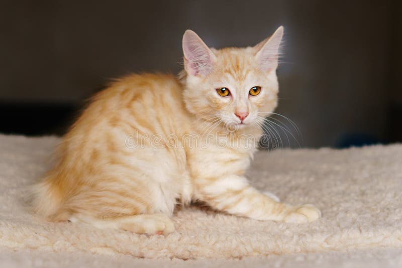 Lovely red thoroughbred kitten. Lovely thoroughbred redhead kitten. Breed Kurilian Bobtail. Hypoallergenic breed of cats stock images Lovely red thoroughbred kitten. Lovely thoroughbred redhead kitten. Breed Kurilian Bobtail. Hypoallergenic breed of cats stock images