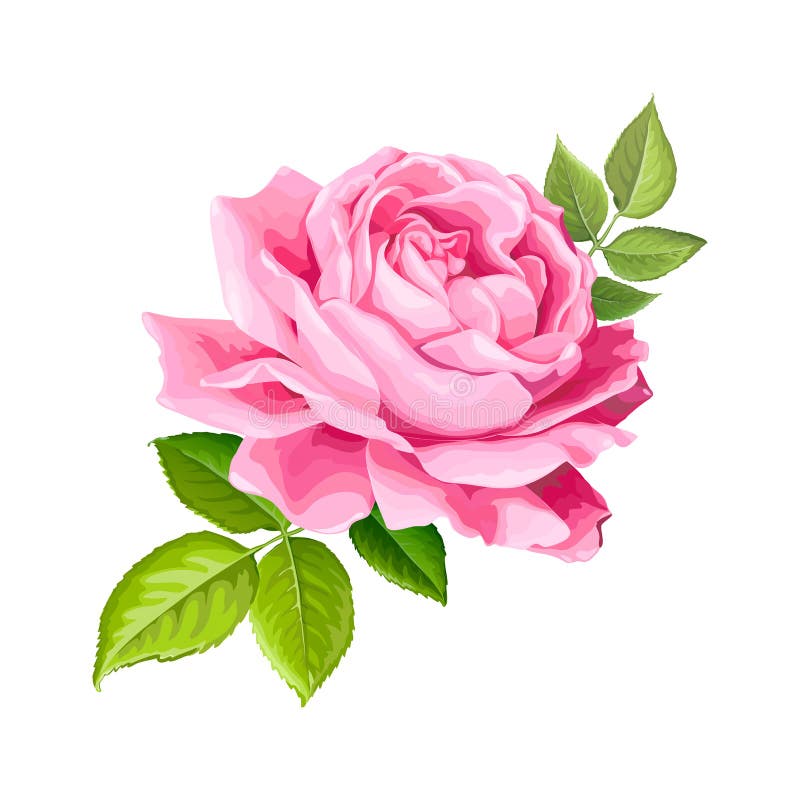 Lovely rose flower stock vector. Illustration of green - 133795189