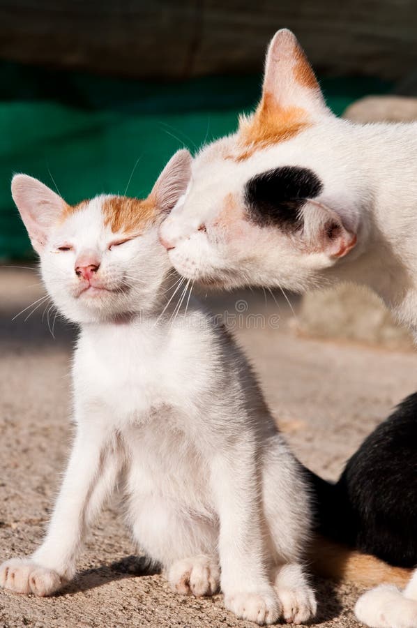Cat family stock image. Image of affection, baby, stripes - 2138747