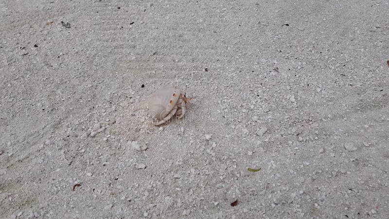 Lovely small beach crab walking on the sand. Amazing nature. Beautiful nature backgrounds.