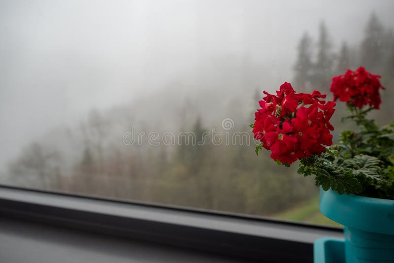 Lovely Small Red Flower in Pot on Misty Forest Background Stock Image -  Image of botany, beauty: 171887755