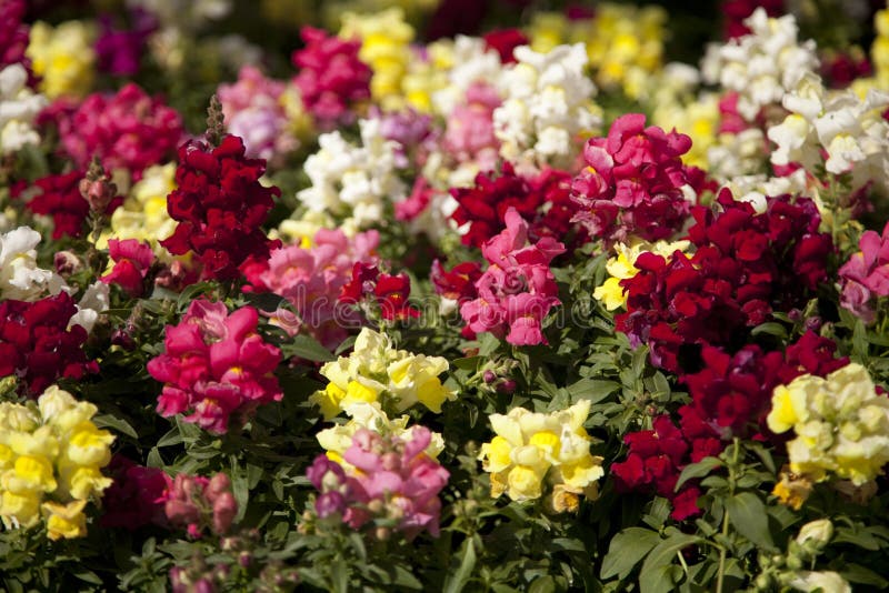 Lovely Snapdragons