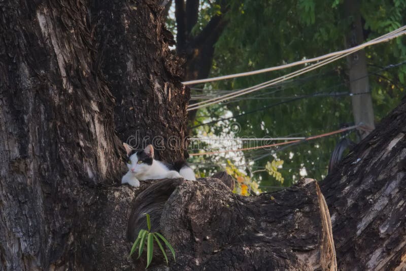 Lovely, stray, homeless black and white cat up in a Thai park tree. stock images Lovely, stray, homeless black and white cat up in a Thai park tree. stock images