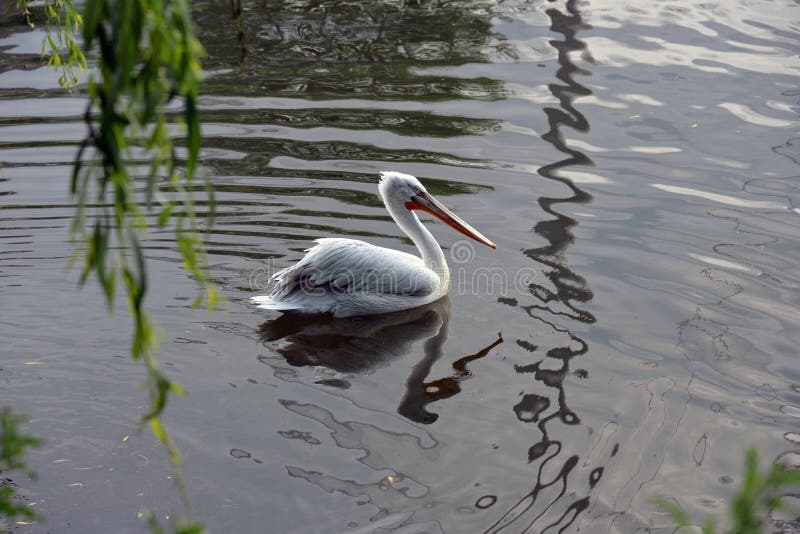 A lovely summerday in Copenhagen a beautiful bird swims in the lake in zoo. A lovely summerday in Copenhagen a beautiful bird swims in the lake in zoo.