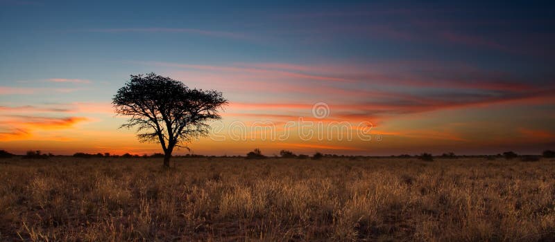 Lovely sunset in Kalahari with dead tree and bright colours