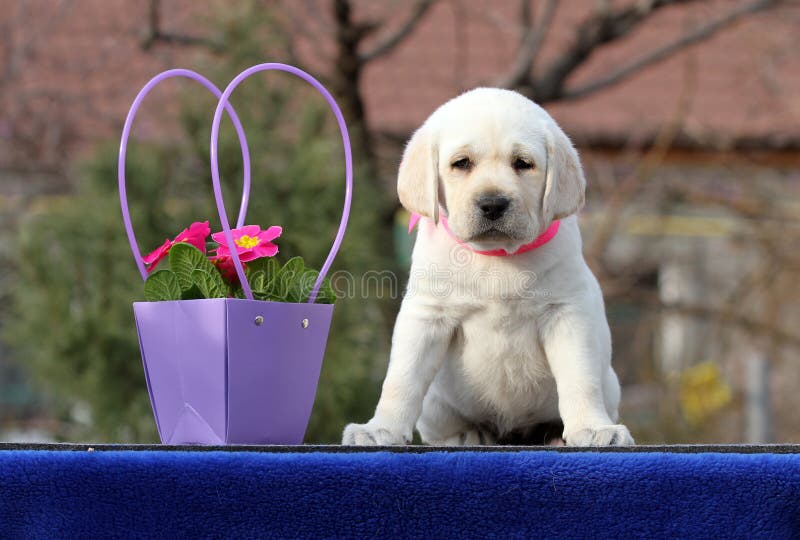 Lovely Sweet Nice Yellow Labrador Puppy on the Blue Stock Photo - Image of cute, labrador: 213456126 Lovely Sweet Nice Yellow Labrador Puppy on the Blue Stock Photo - Image of cute, labrador: 213456126