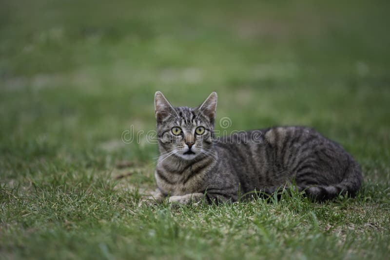 Tiger Cat Kitty Lying Looking Sweet Stock Image - Image of stripes, grey:  127787465