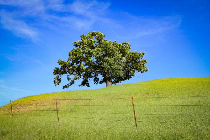 Tree in Pasture