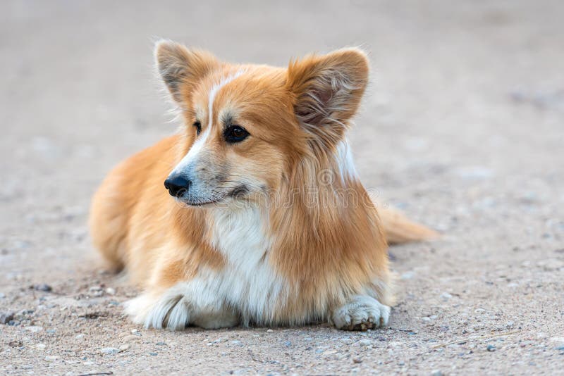 Lovely Welsh Pembroke Dog Lying Down Outdoors Stock Photo Image