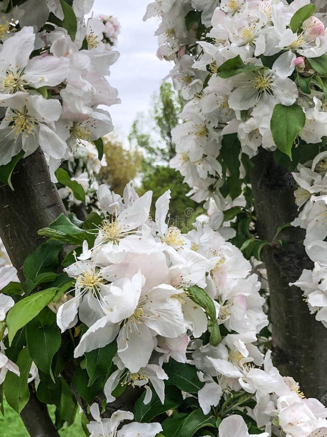 Tree with white blossoms stock photos Tree with white blossoms stock photos