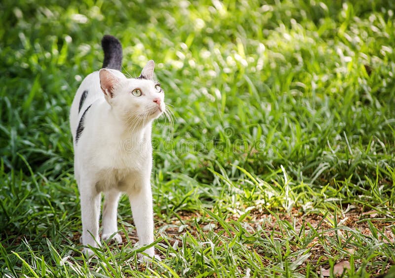 Lovely white cat with black dots walking on green grass in a garden. royalty free stock images Lovely white cat with black dots walking on green grass in a garden. royalty free stock images
