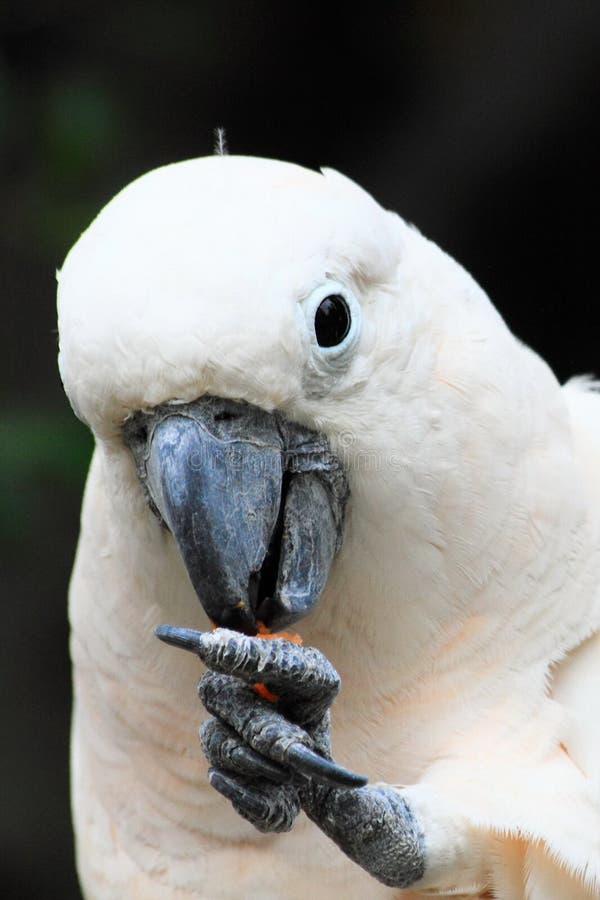 Lovely white parrot royalty free stock photo