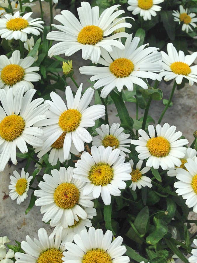 Lovely White and Yellwo Marguerite Daisy Flowers Stock Image - Image of ...