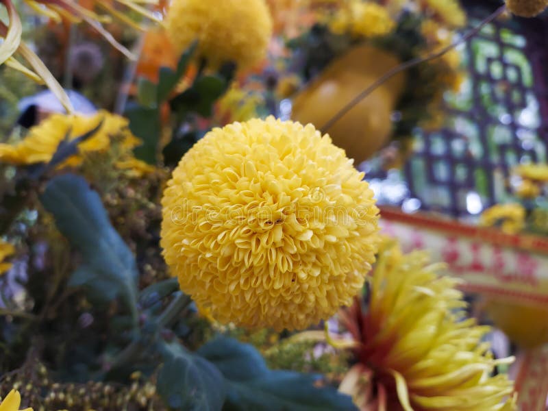 A Yellow Chrysanthemum, Like a Yellow Ball. Stock Photo Image of fruit, flower 277023974