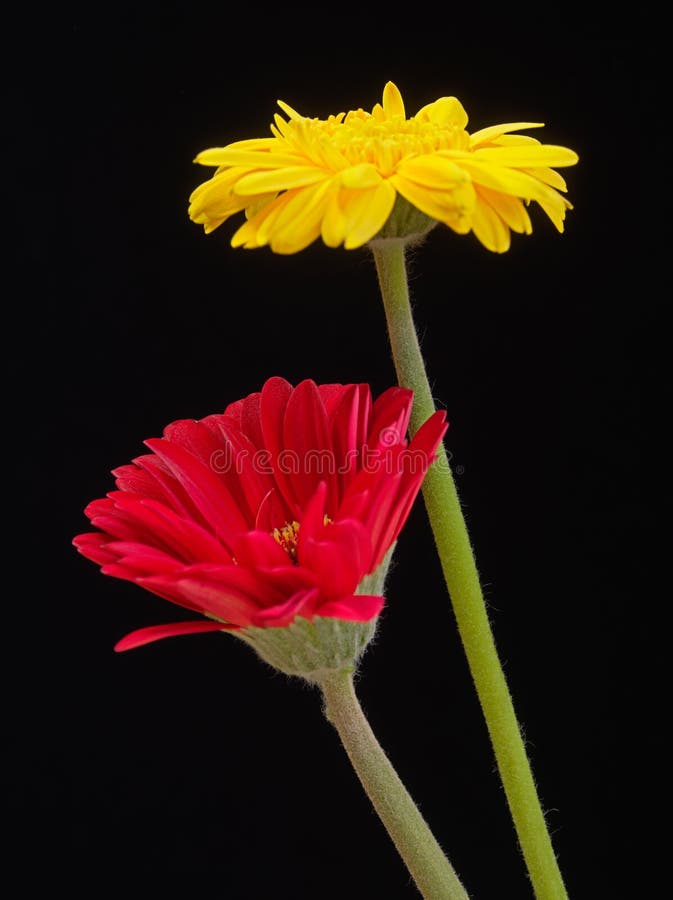 Lovely Yellow and Pink Gerbera Daisy Flowers Stock Photo - Image of