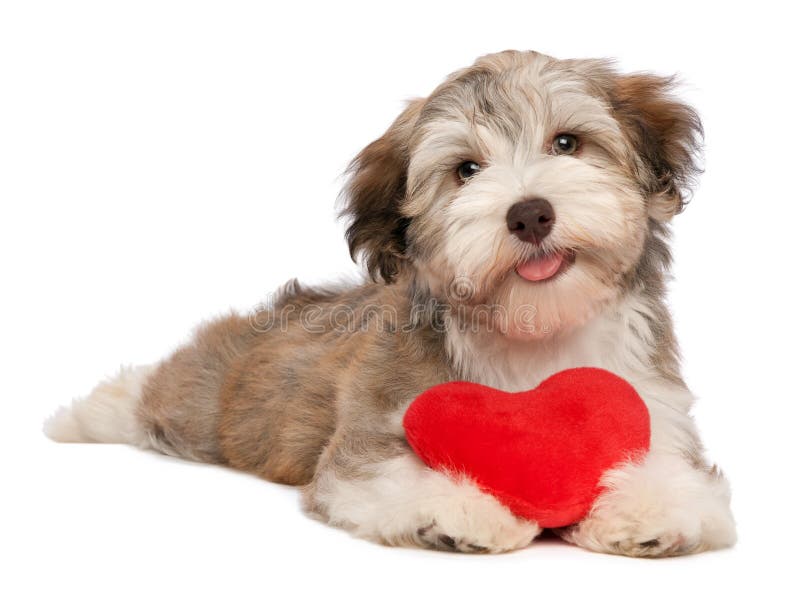 Un amante del cioccolato di san valentino havanese cucciolo di cane con un cuore rosso isolato su sfondo bianco.