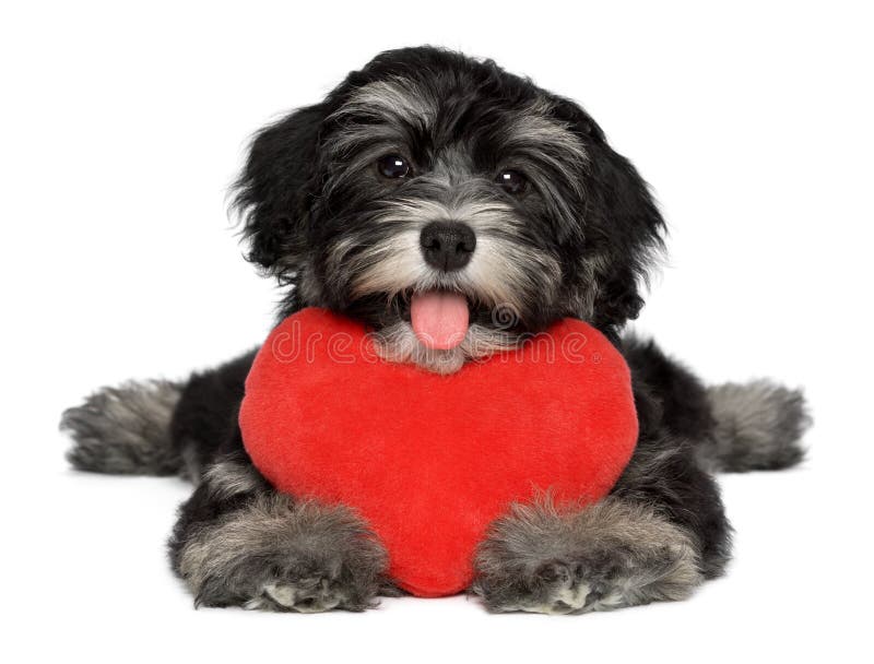 Un simpatico amante di san valentino havanese cane cucciolo è in possesso di un cuore rosso, isolato su sfondo bianco.