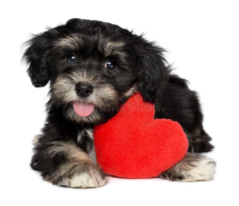 Un simpatico amante di san valentino havanese cane cucciolo è in possesso di un cuore rosso, isolato su sfondo bianco.