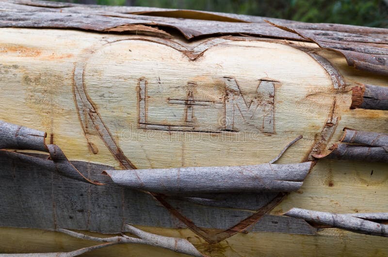 Lovers' Initials on Fallen Eucalyptus royalty free stock photography