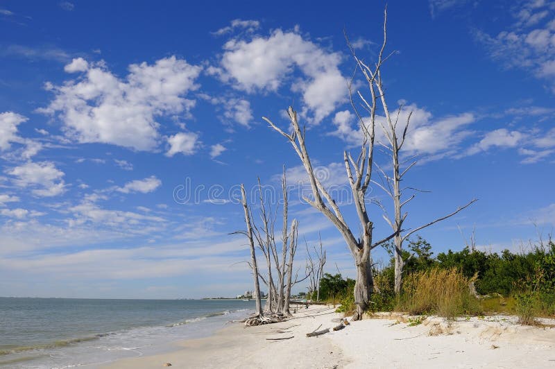 Gli alberi morti sul Amanti Chiave nei pressi di Fort Myers, in Florida.