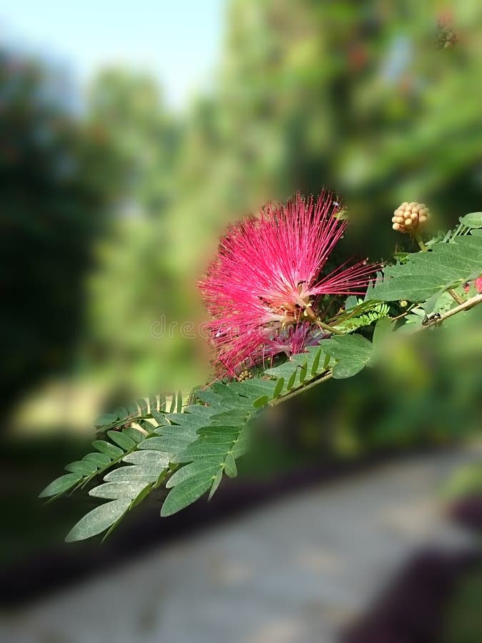 Only for Lovers WHO LOVES FLOWER Stock Image Image of loves, flower15