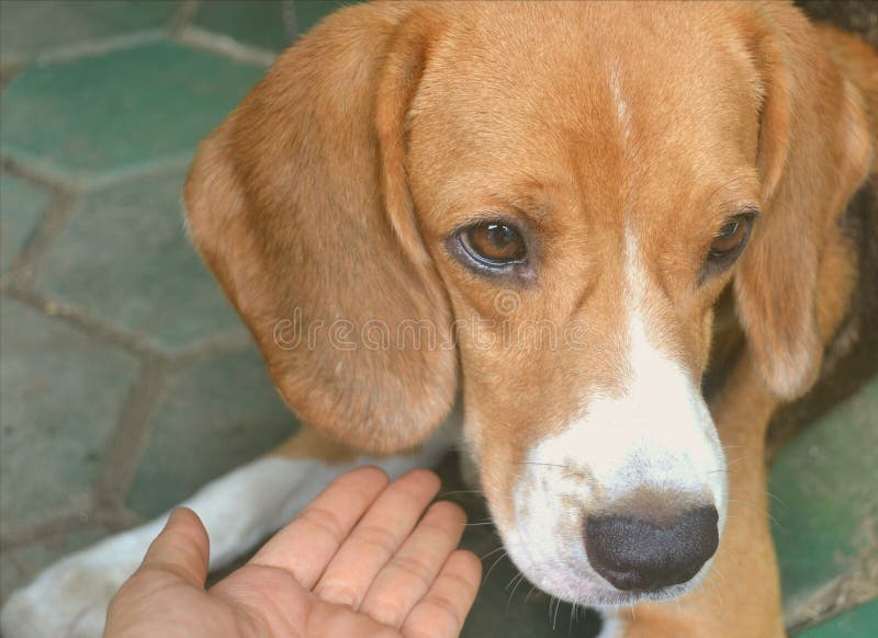 Dog and Loving Hand of Owner Stock Photo Image of holding, pets