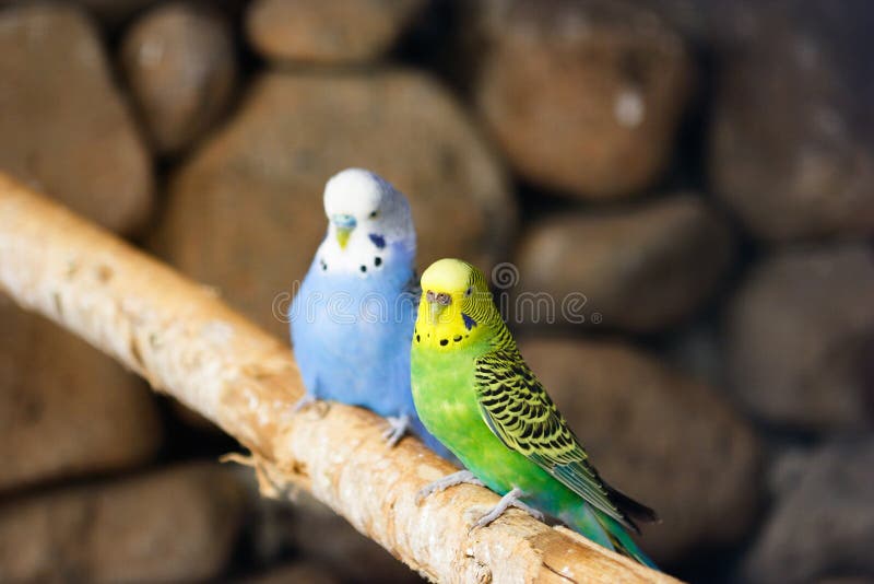 A loving parakeet couple