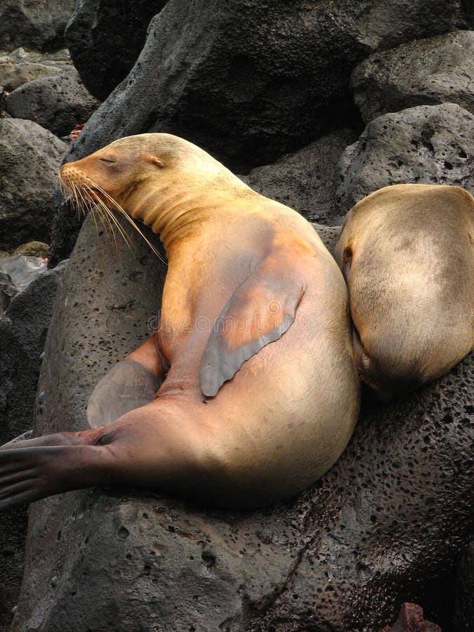 Loving sea lion