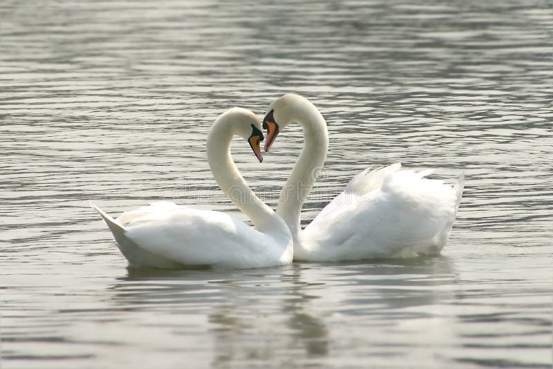 Amare cigni che formano un cuore.