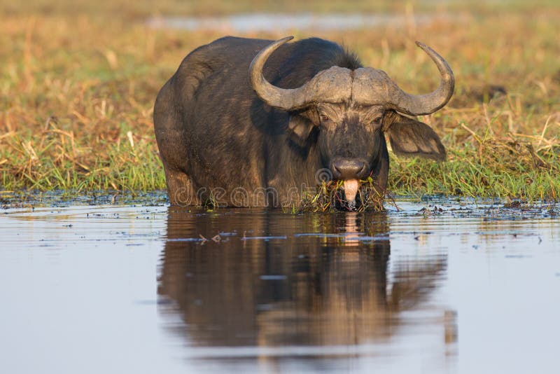 Cape Buffalo Feeding Choebe River Stock Photos Free & RoyaltyFree