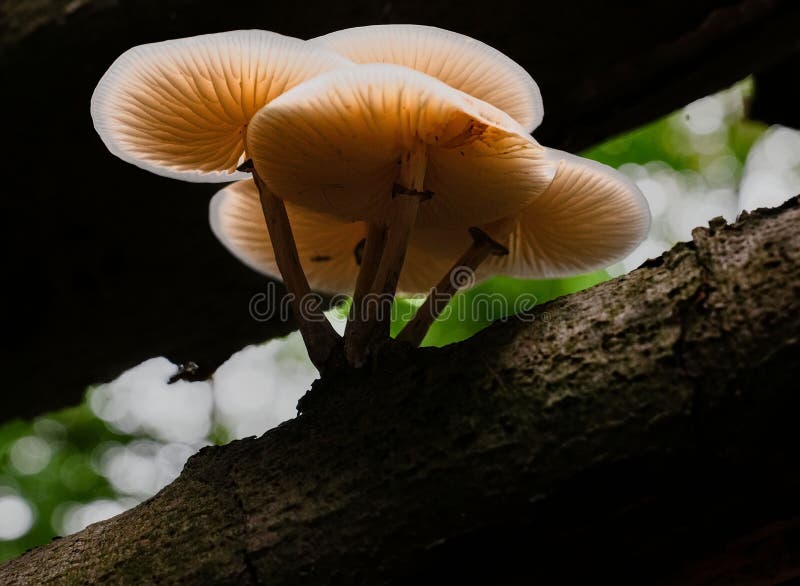 Low angle of a dead tree in a wooded area, with a cluster of mushrooms growing at its base stock photography