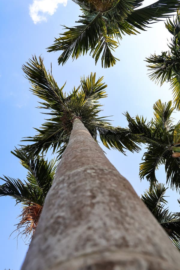 Low angle perspective of a tall areca palm tree low angle perspective of a tall areca palm tree reaching toward a bright blue sky royalty-vrije stock foto