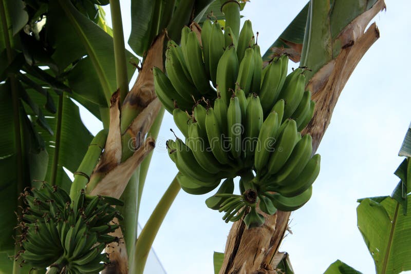 Red Banana Tree in the Amazon Rainforest in Ecuador Stock Image Image