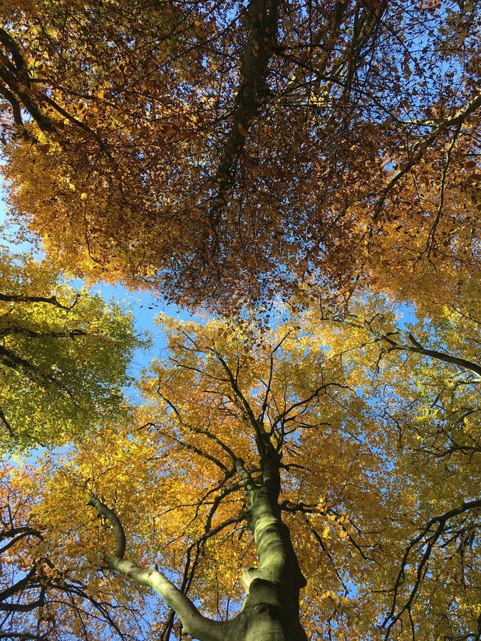 Low angle shot of beautiful colorful autumn trees under a blue sky royalty free stock photography