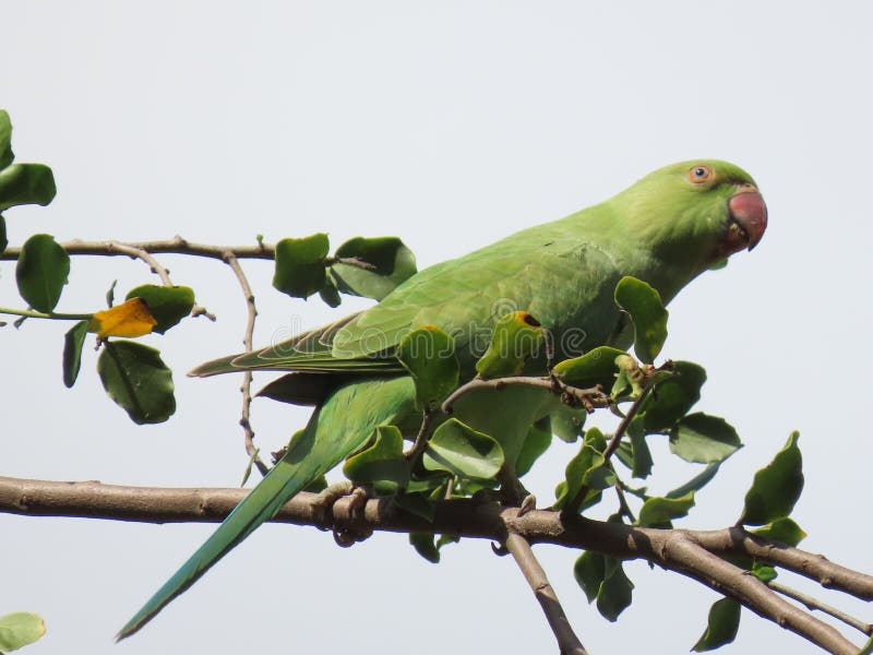 Low angle shot of beautiful green parrot sitting on a branch royalty free stock photography