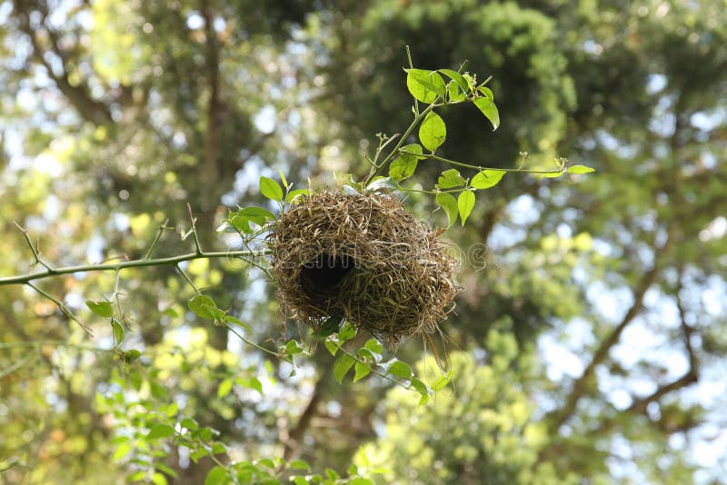 Low Angle Shot of a Bird S Nest on a Tree Branch in the Forest Stock